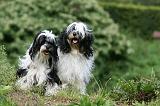 TERRIER DU TIBET 190